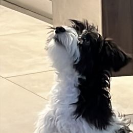 Girl 1 - White Miniature Schnauzer puppy in Florida from Tamara Abull's Miniature Schnauzers