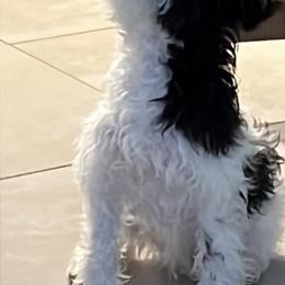 Girl 1 - White Miniature Schnauzer puppy in Florida from Tamara Abull's Miniature Schnauzers