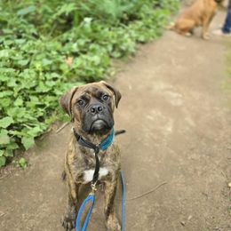 Bullmastiff puppies from BTrue