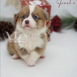 Sapphire (Female 2) - Red female Pembroke Welsh Corgi puppy in Straughn, Alabama from Magnolia Creek Corgis