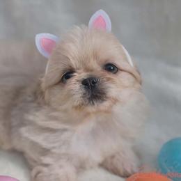 Rosie's purple collar - Cream female Pekingese puppy in Conroe, Texas from SFLK