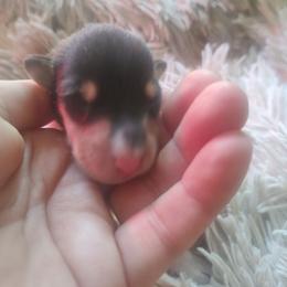 Romeo - Black white and tan male Collie puppy in Salineville, Ohio from Aryggeth Collies