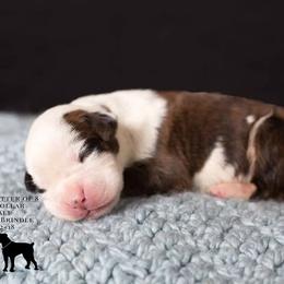 Boxer Puppies from Hawk Creek Boxers