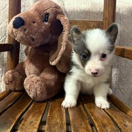 Abby - Gray and white female American Corgi puppy in Decatur, Texas from Bar S Corgis