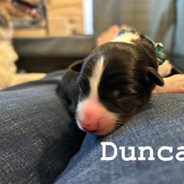 Duncan - Black and white male Border Collie puppy in Franklin, Maine from Broad Meadow Borders