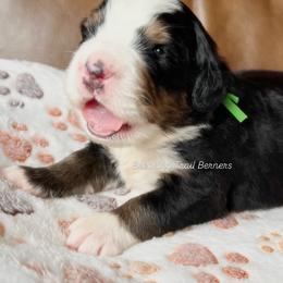 Bacio - Black rust and white male Bernese Mountain Dog puppy in Draper, Utah from Breaking Trail Berners