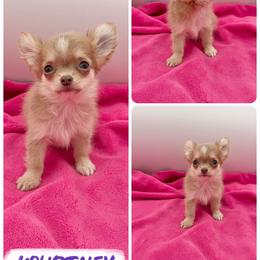 Kourtney - Chocolate blue female Chihuahua puppy in Williamsburg, Virginia from PAWSitive Cheeky Chihuahuas