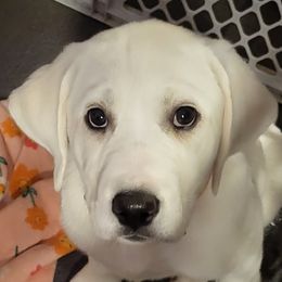 Labrador Retriever Puppies from South Sound Labradors