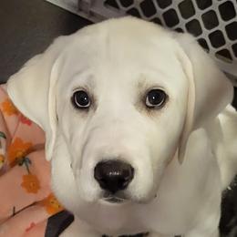 Labrador Retriever Puppies from South Sound Labradors
