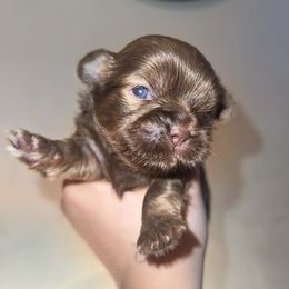 Moose - Chocolate male Shih Tzu puppy in Azusa, California from RJ Shih Tzu lover