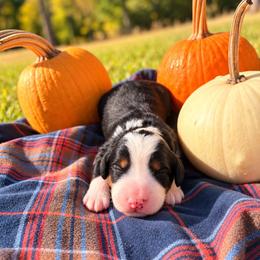 Pumpkin (Guardian Home) - Tri-color female Bernedoodle puppy in Travelers Rest, South Carolina from Bernedoodle.do