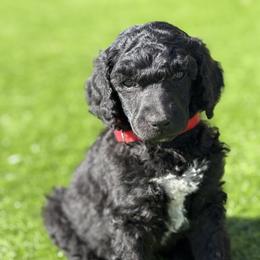 Bellamy - Blue male Poodle puppy in Tampa, Florida from Enjoy Life Poodles