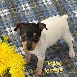 Girl 4 - White black and tan female Toy Fox Terrier puppy in Wayne, Oklahoma from FritzFox Toy Fox Terriers