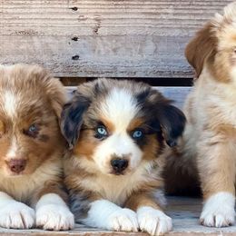 Australian Shepherds from Kika’s Australian Shepherds