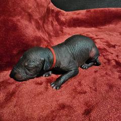 Xolotl - Bronze male Xoloitzcuintli puppy in Florissant, Colorado from Witching Hour Kennel