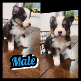 E-BLACK TRI COLOR - Black tri-color male Australian Shepherd puppy in Yakima, Washington from Luna's Australian Shepherd