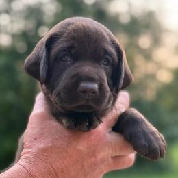 Spinner - Chocolate male Labrador Retriever puppy in Isle, Minnesota from Dog Ear Outfitters