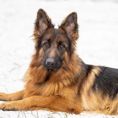 German Shepherds from Vom Jagerhaus North LLC.