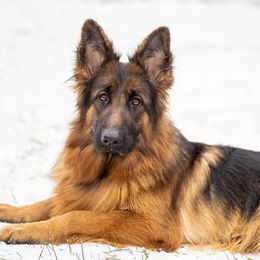 German Shepherds from Vom Jagerhaus North LLC.