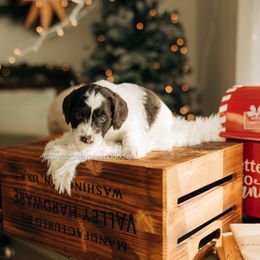 Johnny - Parti male Goldendoodle puppy in Bell Buckle, Tennessee from Precious Puptown Doodles