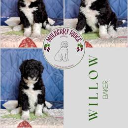 Sapphire - Black and white female Sheepadoodle puppy in Tahlequah, Oklahoma from Mulberry Ridge Doodles