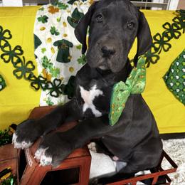 Blue Collar Male - Black and white male Great Dane puppy in Wimberley, Texas from Heart of Texas Great Danes