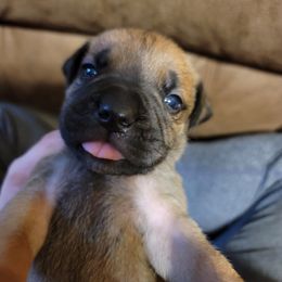 Cane Corso Puppies from Red Wood Cane Corso