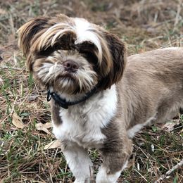 Shih Tzus from Tiffany's Shih Tzus