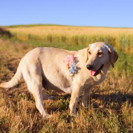 Rae - Labrador Retriever