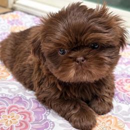 Kadell - Chocolate male Shih Tzu puppy in Orange, California from Shih Tzu Hauz