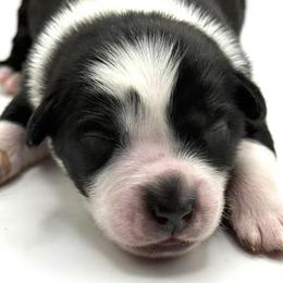 Orly - Black tri-color male Australian Shepherd puppy in Gowen, Michigan from XA AUSTRALIAN SHEPHERDS
