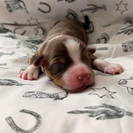 Charlie - Red tri male Miniature Australian Shepherd puppy in Moulton, Alabama from B&B Little Aussie Gems