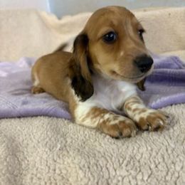 Beethoven 3,950 - Piebald male Dachshund puppy in Tonopah, Arizona from Desert Diamond Dachshunds