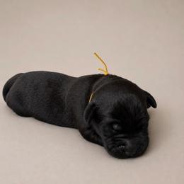 Yellow Collar - Black male Labrador Retriever puppy in Archer Lodge, North Carolina from Archer Lodge Labradors