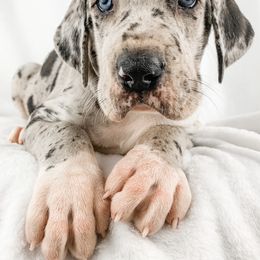 Dachshund, Great Dane, and Yorkshire Terrier Puppies from WZ Kennels