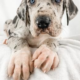 Dachshund, Great Dane, and Yorkshire Terrier Puppies from WZ Kennels
