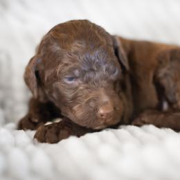 Pudding - Chocolate male Goldendoodle puppy in Wake Forest, North Carolina from Wake Forest Darling Doodles