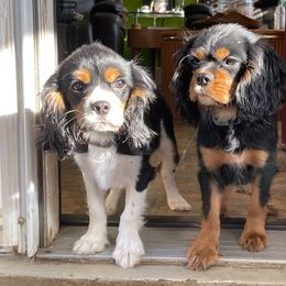 Cavalier King Charles Spaniel Puppies from Herrmann’s Royal Court of Cavalier King Charles Spaniel