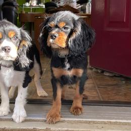 Cavalier King Charles Spaniel Puppies from Herrmann’s Royal Court of Cavalier King Charles Spaniel
