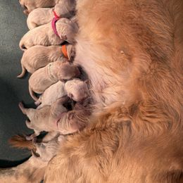 Golden Retriever Puppies from Golden Retriever Puppy Bliss