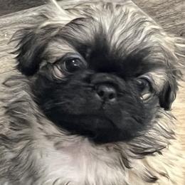 Full AKC - Charlie - Fawn sable male Pekingese puppy in Pennsylvania from Triple I Pekes
