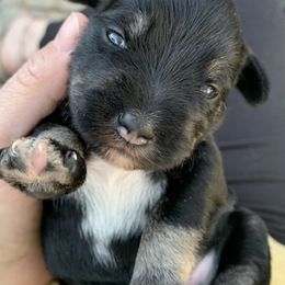 Miniature Schnauzers from F&K Mini Schnauzers