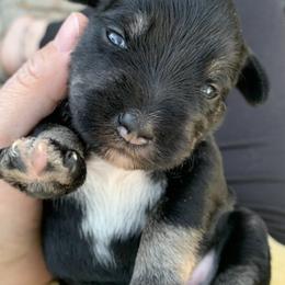 Miniature Schnauzers from F&K Mini Schnauzers