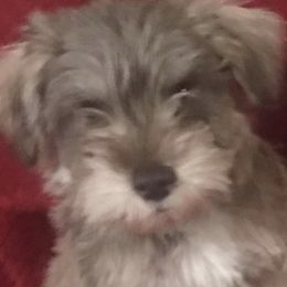 Miniature Schnauzer Puppies from Sassy schnauzers