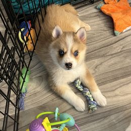 Pomsky Puppies from Lunar Pomskies