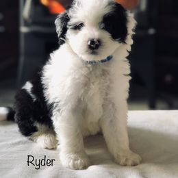 "Male" Old English Sheepdog, Poodle, and Sheepadoodle Puppies from Mountain Peak Poodle Doodles