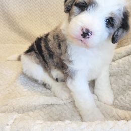 Topaz - Merle male Bernedoodle puppy in Shelton, Washington from NW Bernedoodles of Washington