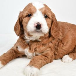 Honey - Red  female Goldendoodle puppy in Millersburg, Ohio from Ohio Puppy Paws