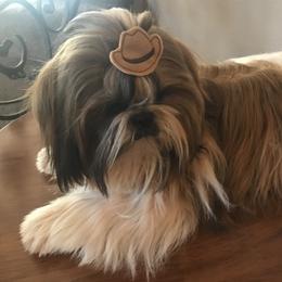 Shih Tzu All Grown Up from AKC Shih Tzu of California