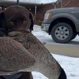 Labrador Retrievers from Midwest Labrador’s